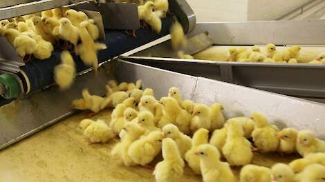 'Bepaalde firma’s duwen verbod op doden eendagshaantjes door uit economisch gewin'