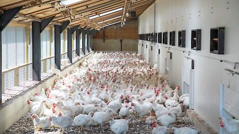 Reovirus blijft voor problemen zorgen bij vleeskuikens