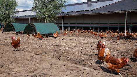 Ophokplicht pluimvee ingetrokken, behalve in Gelderse Vallei