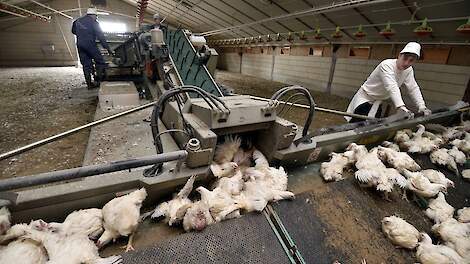 'Blijft discutabel of bloeding tijdens vangen is opgelopen'