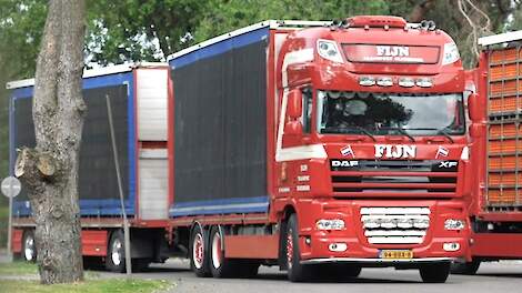 'Geen diervervoer boven 30°C heeft averechts effect op dierenwelzijn'