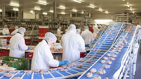 Pluimveevleessector vermindert aandeel uitzendkrachten en zet stevig in op direct in dienst