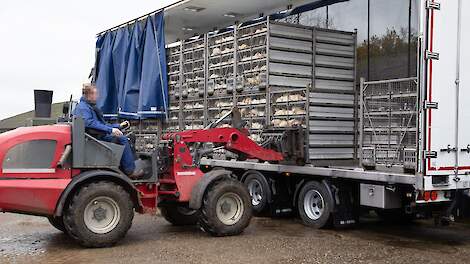 Marges vleeskuikenhouders smelten weg als sneeuw voor de zon