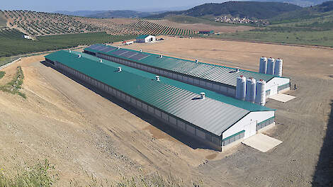 'Spanje wordt grote concurrent van Nederlandse vleeskuikenhouderij'