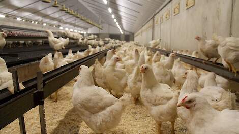 Twentse pluimveehouder start opnieuw na vogelgriepuitbraak: 'Risico blijft aanwezig'