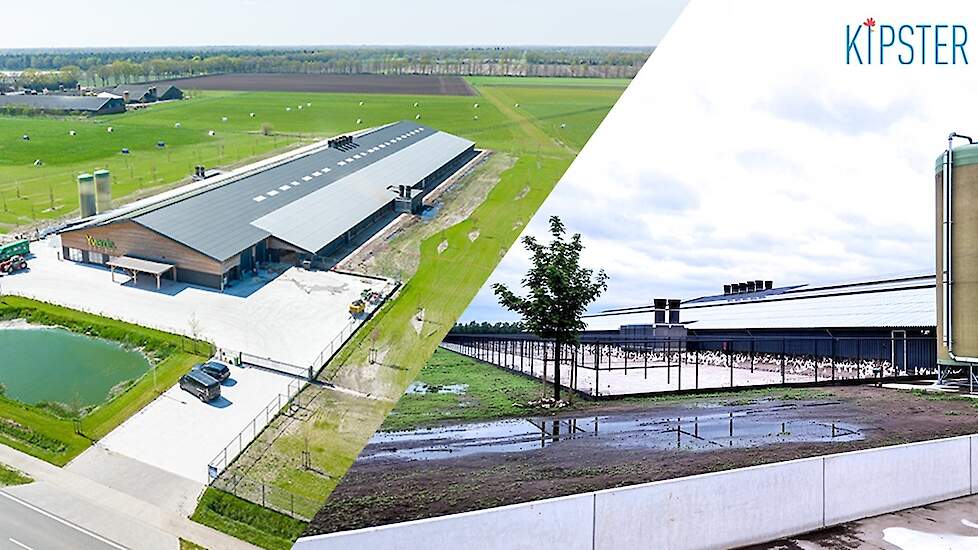 Kipster breidt uit met opening nieuwe stal in Ysselsteyn