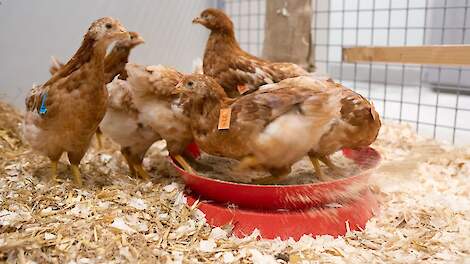 WUR-studie toont aan: Vaccinatie van leghennen vermindert risico op vogelgriepuitbraken