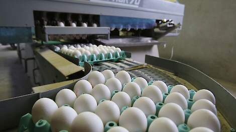 Eiernoteringen verder omlaag door import goedkope kooi- en scharreleieren